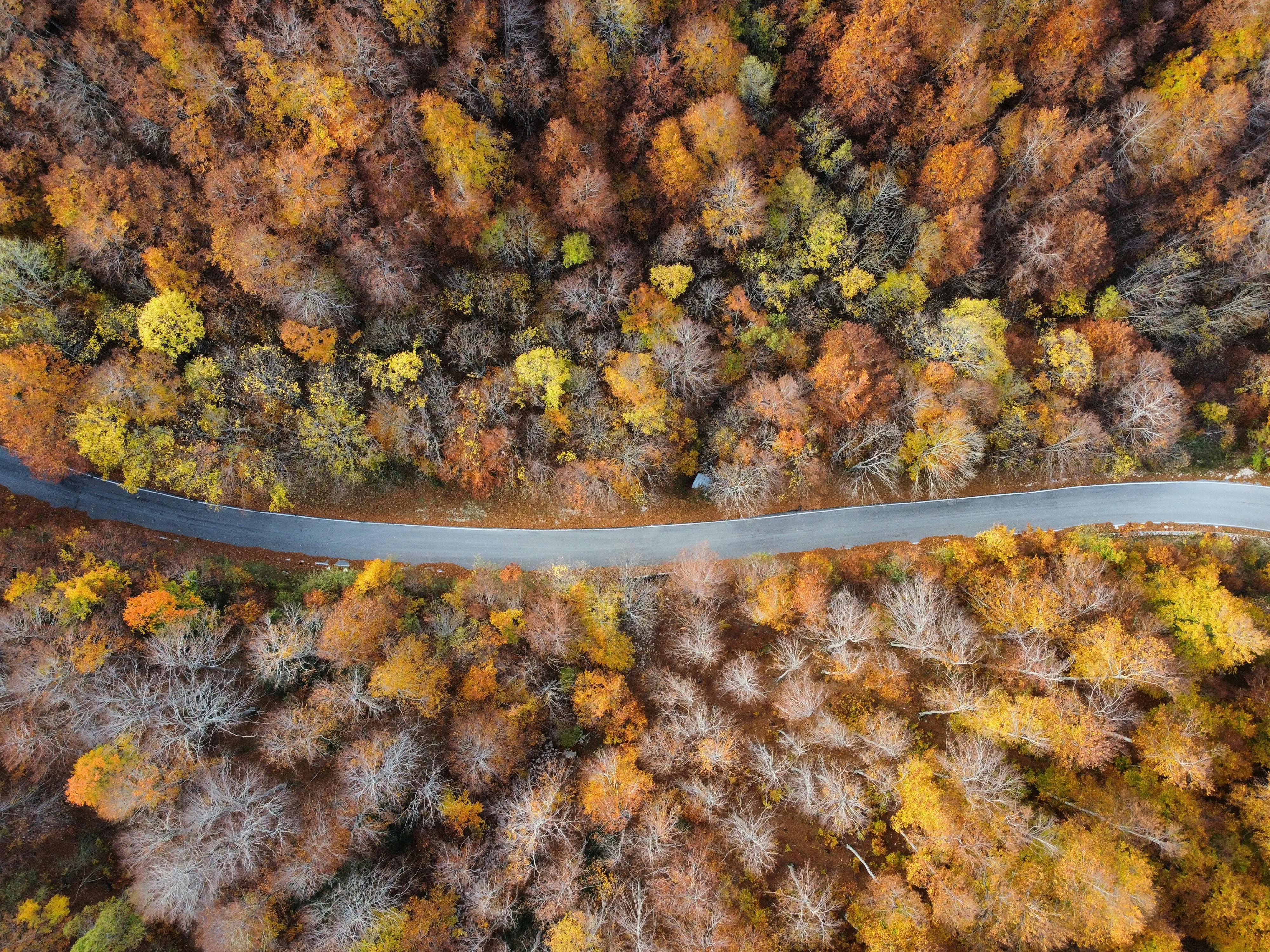 Bird's eye view of autumn trees